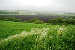 Stipa pennata