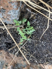 Phacelia