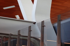 Acridotheres tristis