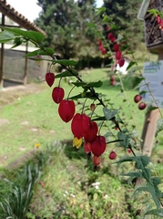 Callianthe megapotamica