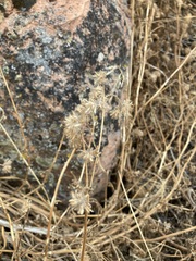 Phacelia