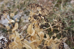 Smyrnium cordifolium