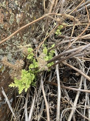 Phacelia