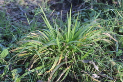 Brachypodium sylvaticum sylvaticum