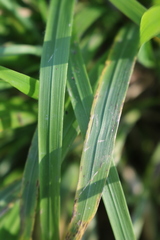 Brachypodium sylvaticum sylvaticum