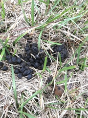 Sylvilagus floridanus