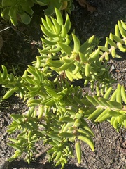 Crassula tetragona