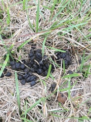 Sylvilagus floridanus