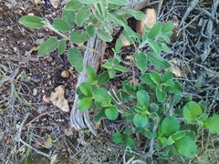 Cistus