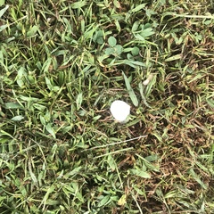 Conocybe apala albipes