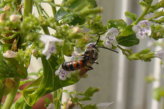 Sphecodogastra