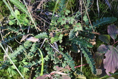 Asplenium ceterach ceterach