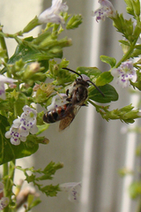 Sphecodogastra