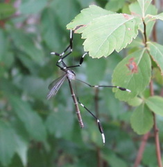 Bittacomorpha clavipes