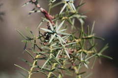 Juniperus oxycedrus oxycedrus
