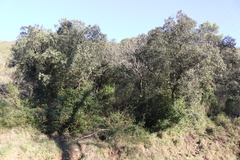 Quercus ilex