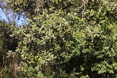 Quercus ilex