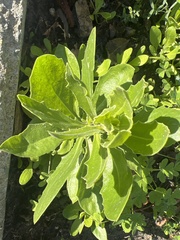 Dimorphotheca
