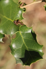 Quercus coccifera coccifera