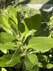 Dimorphotheca