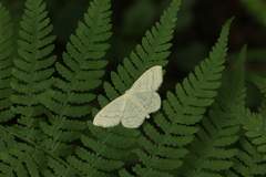 Scopula floslactata