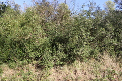 Quercus coccifera coccifera