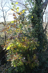 Quercus pubescens pubescens