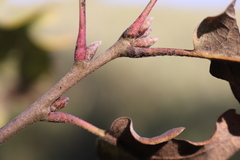 Quercus pubescens pubescens
