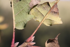 Quercus pubescens pubescens