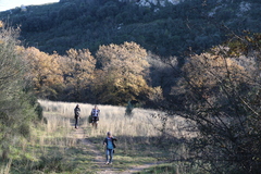 Quercus pubescens pubescens