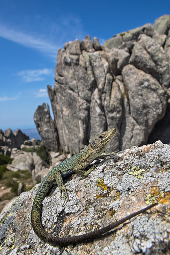 Bedriaga's Rock Lizard, photo 2 of 8
