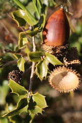 Quercus coccifera coccifera