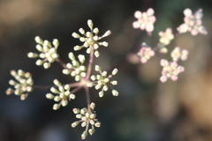 Seseli montanum