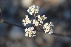 Seseli montanum