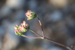 Seseli montanum