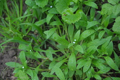 Myosotis sparsiflora
