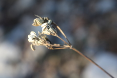 Seseli montanum