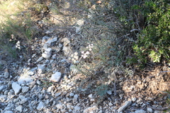 Seseli montanum