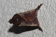 Pyralidae