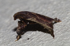 Pyralidae