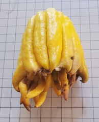 Citrus medica sarcodactylis