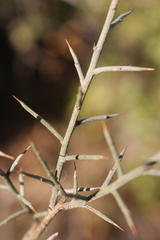 Genista scorpius scorpius