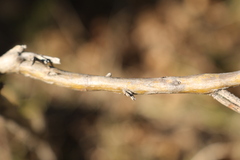 Genista scorpius scorpius