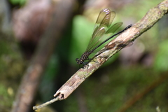 Polythoridae