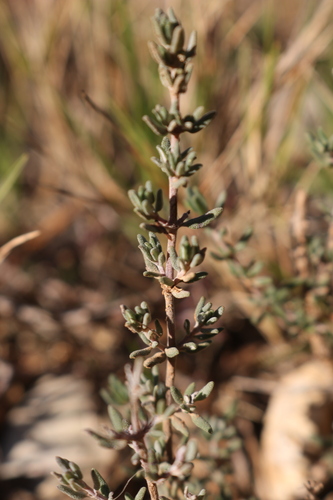 Representative image of Thymus vulgaris vulgaris