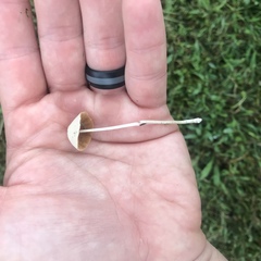 Conocybe apala albipes