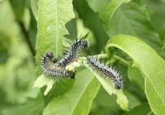 Nymphalis xanthomelas