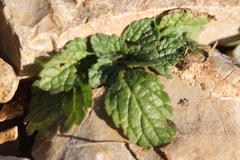Sideritis romana