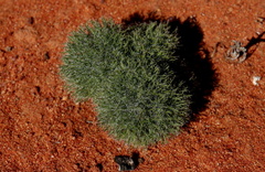 Eriospermum paradoxum