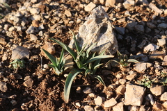 Asphodelus cerasiferus